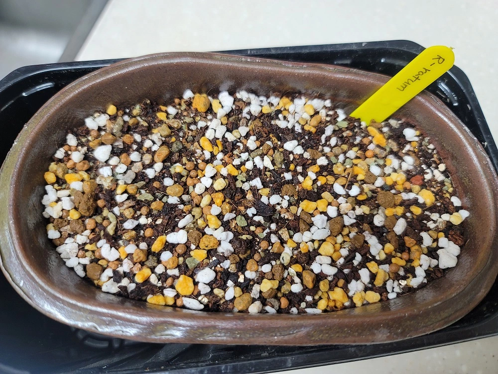 알라튬 파종하기