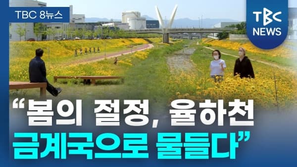 밀양&middot;구미&middot;율하천 금계국 개화 명소 BEST 3 - 개화시기&middot;꽃말&middot;파종시기까지 한눈에!