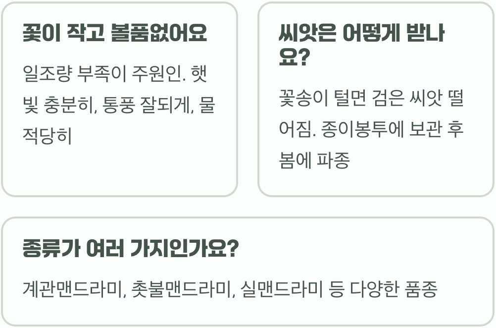 맨드라미 개화 시기, 여름부터 가을까지 피고 지는 꽃의 향연