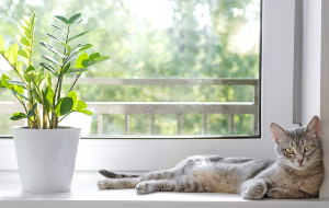 창가에서 휴식을 취하는 고양이