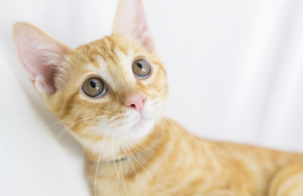 위를 올려다보는 새끼 고양이.