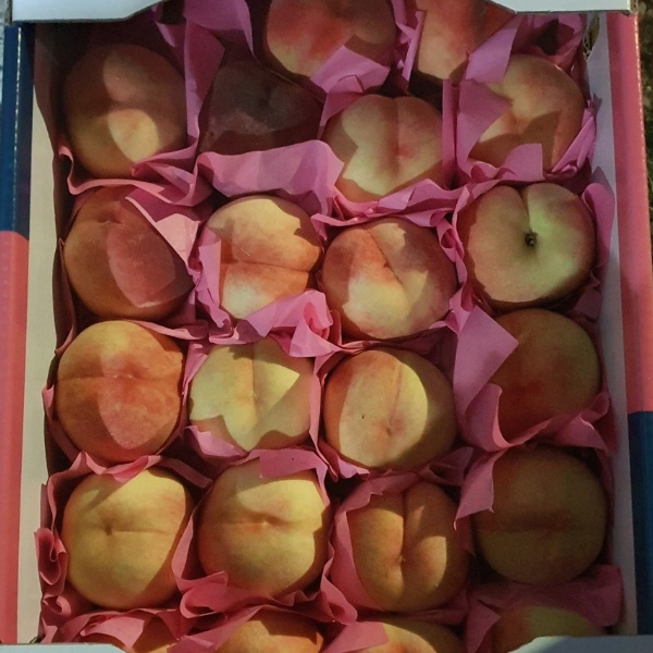 천도 복숭아 다음 시즌은 털 복숭아