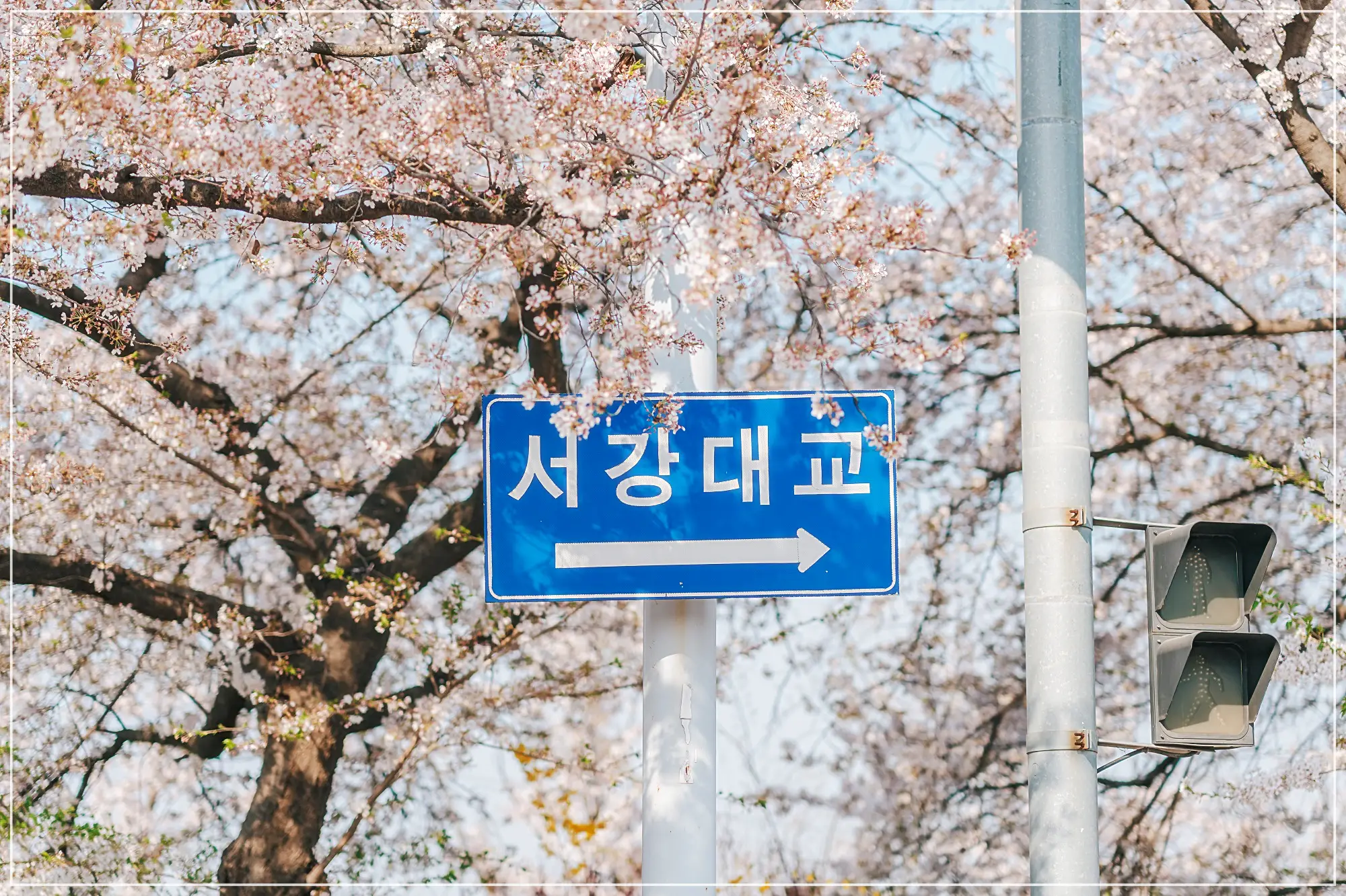 여의도봄꽃축제