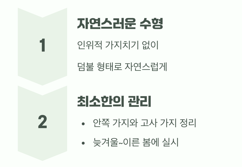 비결 3. 그대로의 멋, '자연스러운 수형'