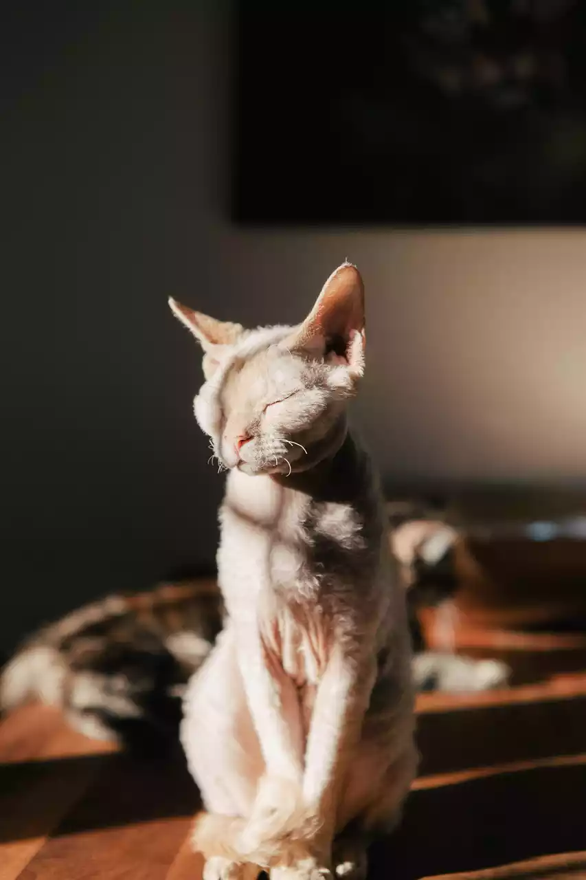 고양이-안대