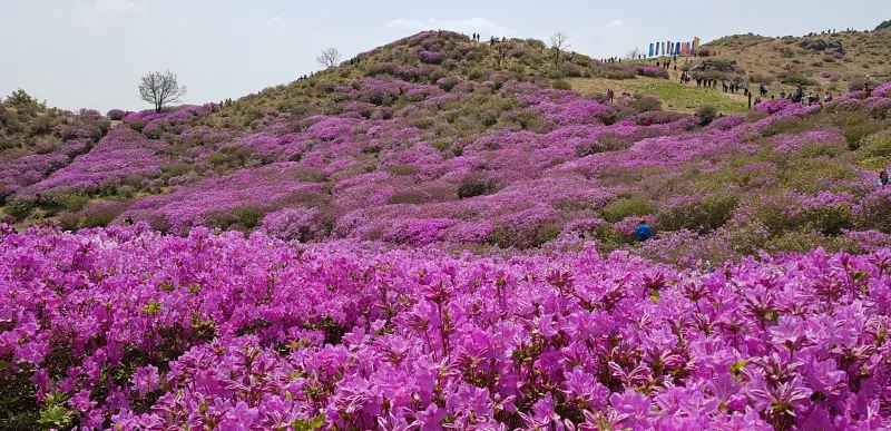 합천 황매산 철쭉