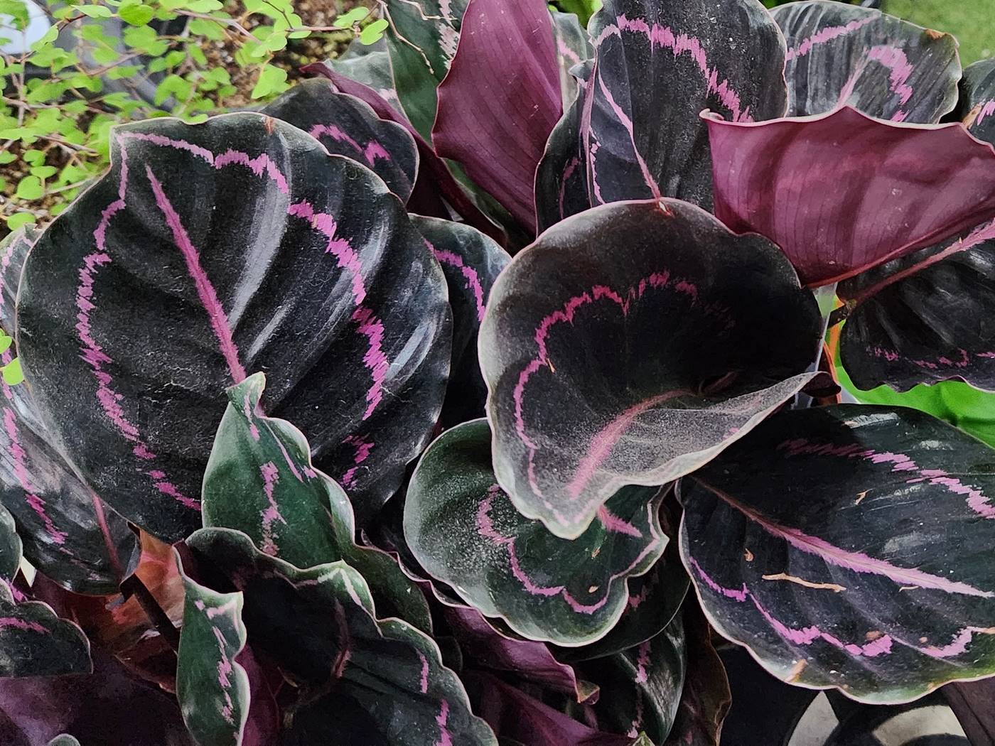 칼라데아_로세아픽타 Calathea Roseopicta