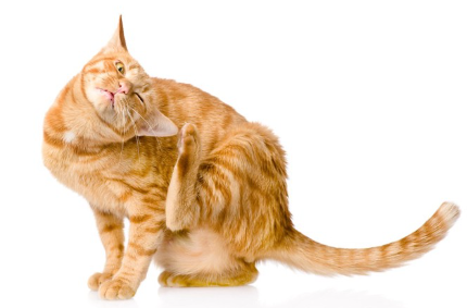 머리를 쓰다듬는 고양이.