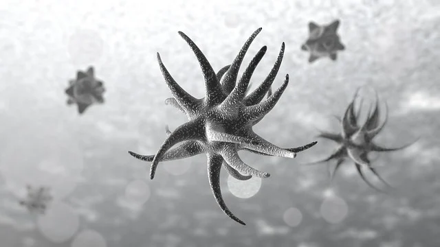 토마토꼭지 모양 미생물