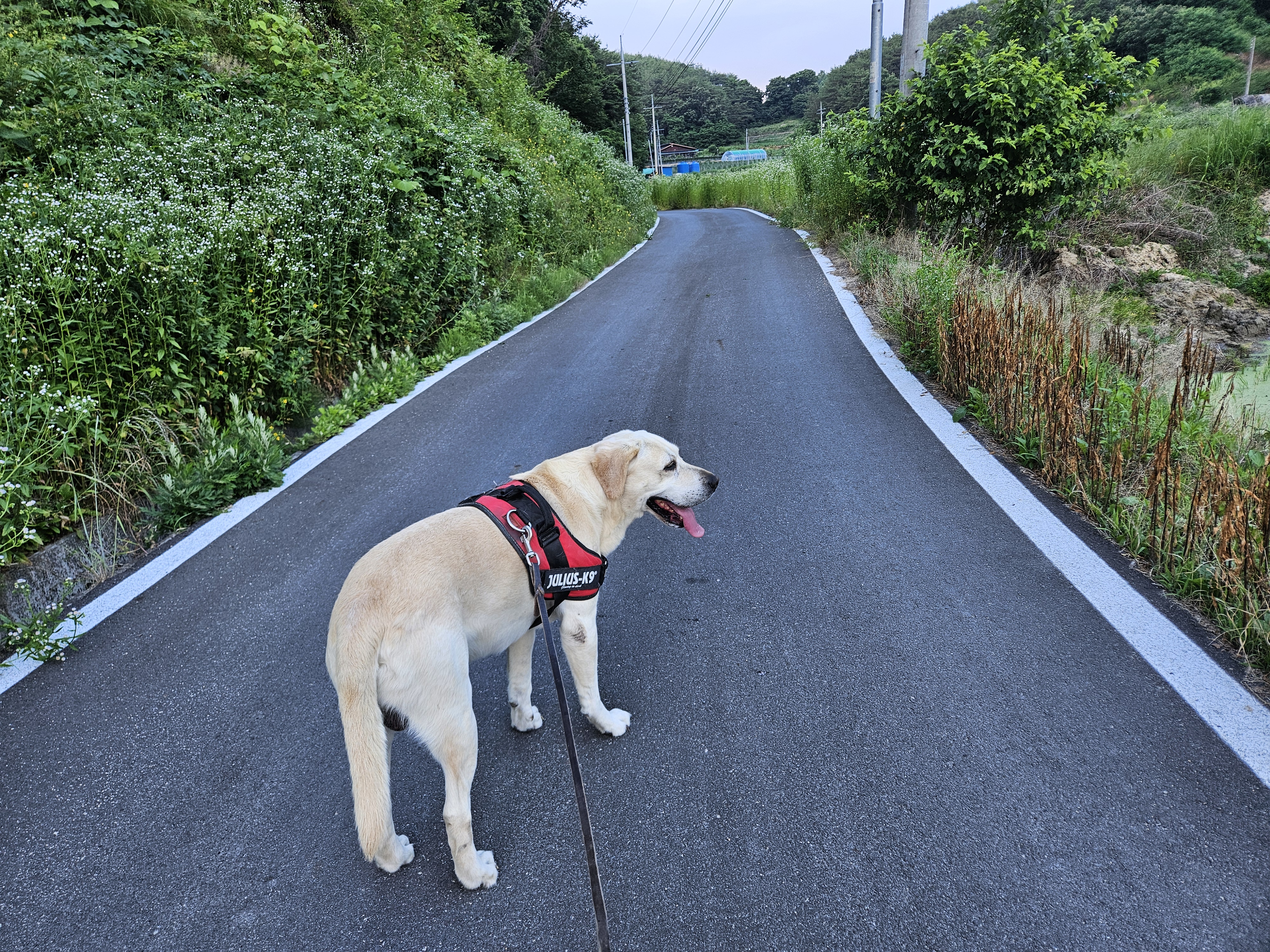 폭염 경보 속 반려견 케어법, 고체온증 이렇게 예방하세요 관련 사진