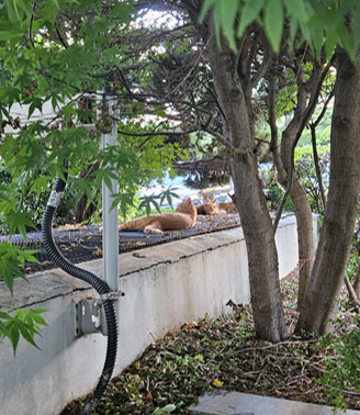 일산 호수마을 5단지 청구 아파트 실거주 후기, 가장 좋은 평수와 재건축 가능성은?