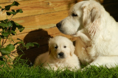 골든 레트리버 사진