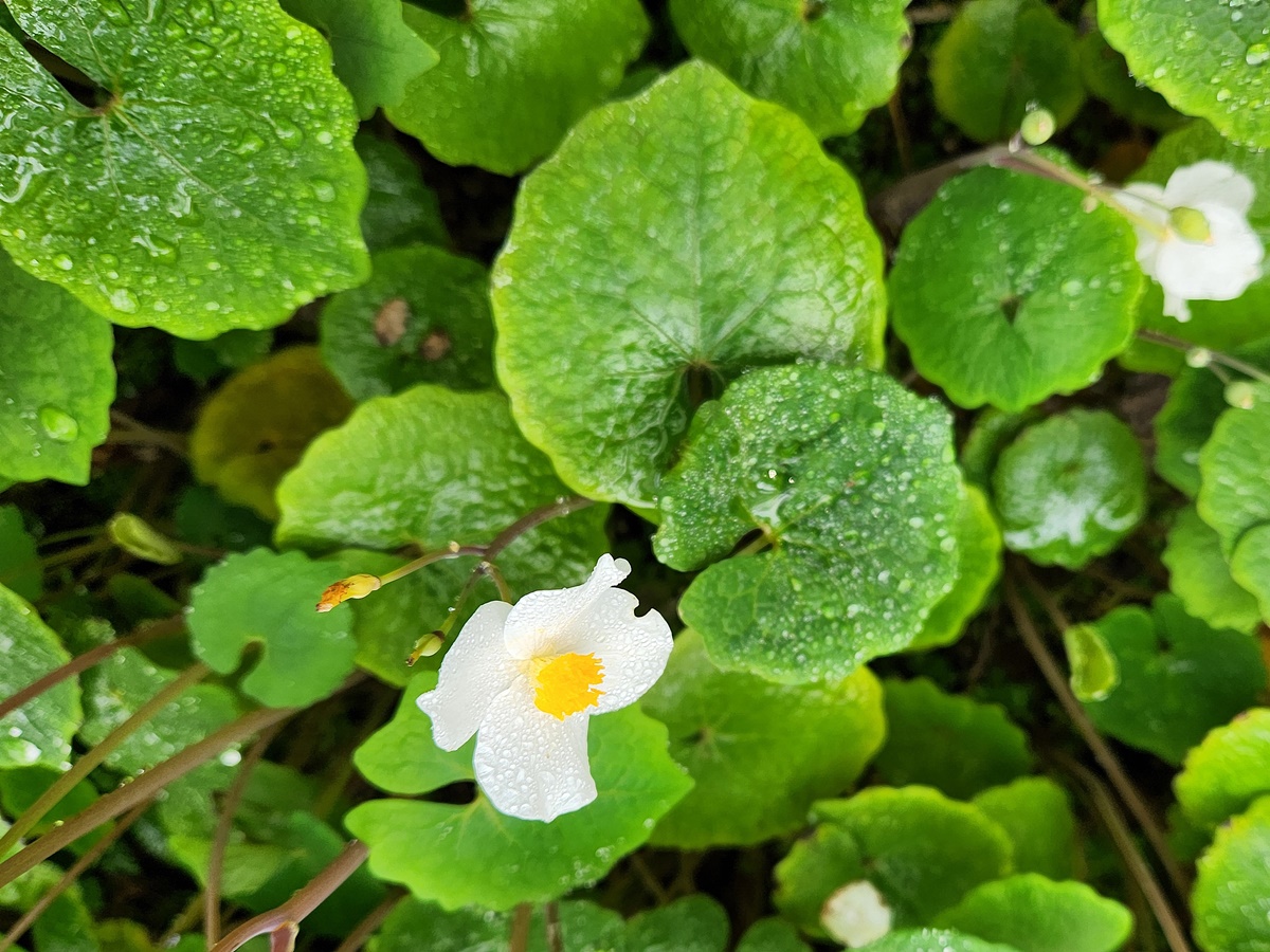 연잎양귀비(혈수초)