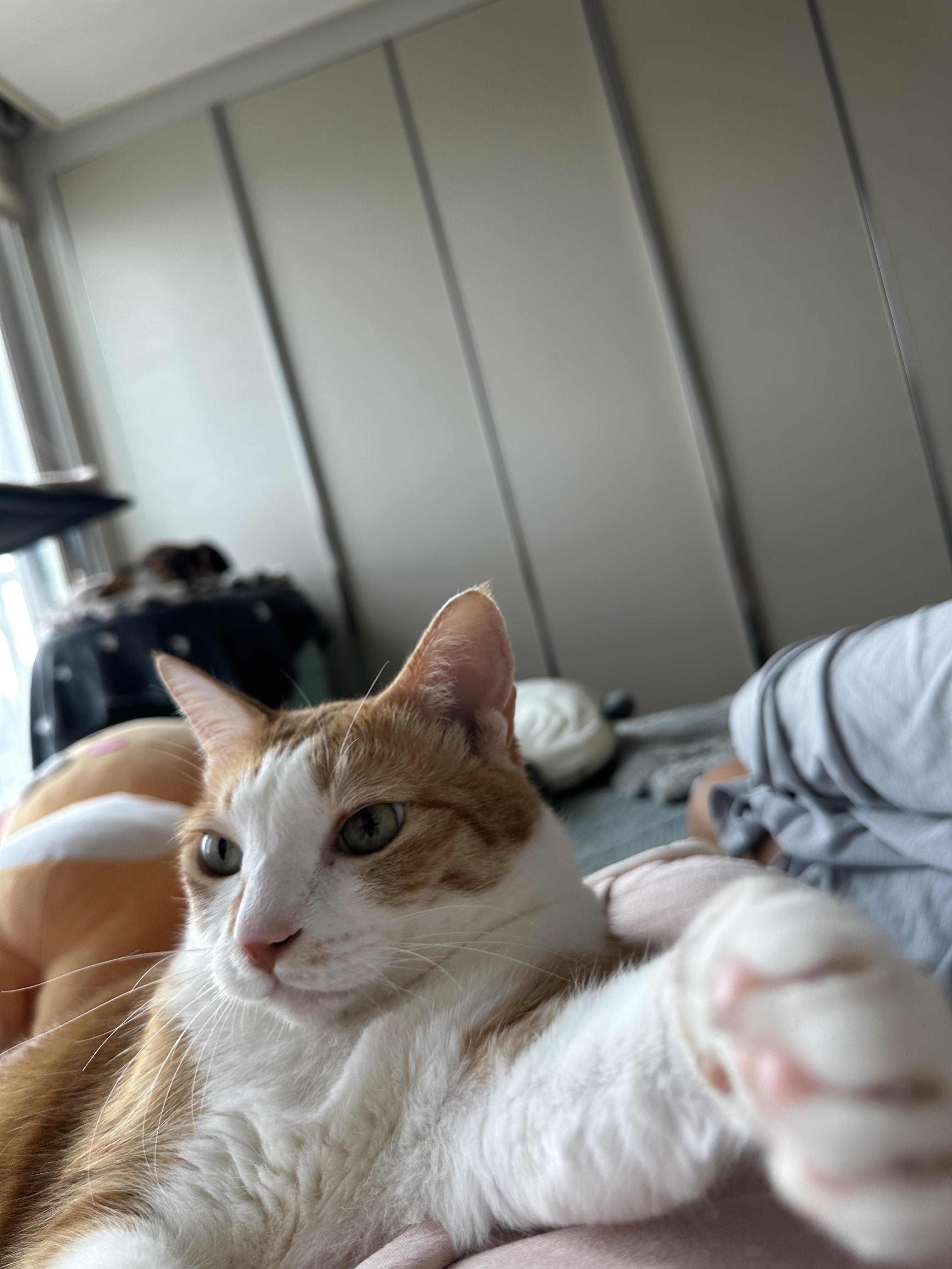 엄마_손을_향해_앞발을_뻗은_호야_1