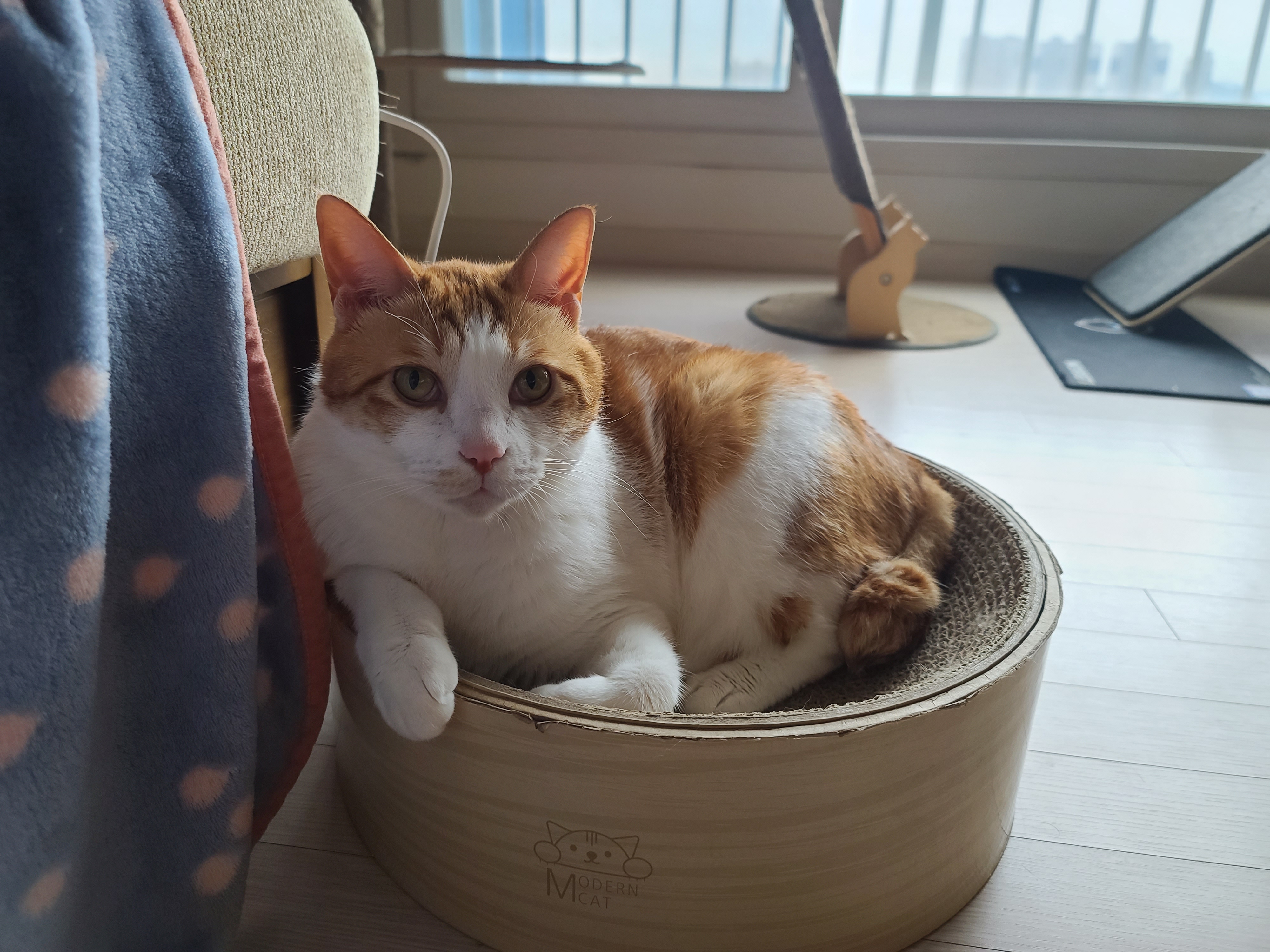 요즘 부쩍 인기가 높아진 '동 to the 그 to the 라미' 스크래쳐!