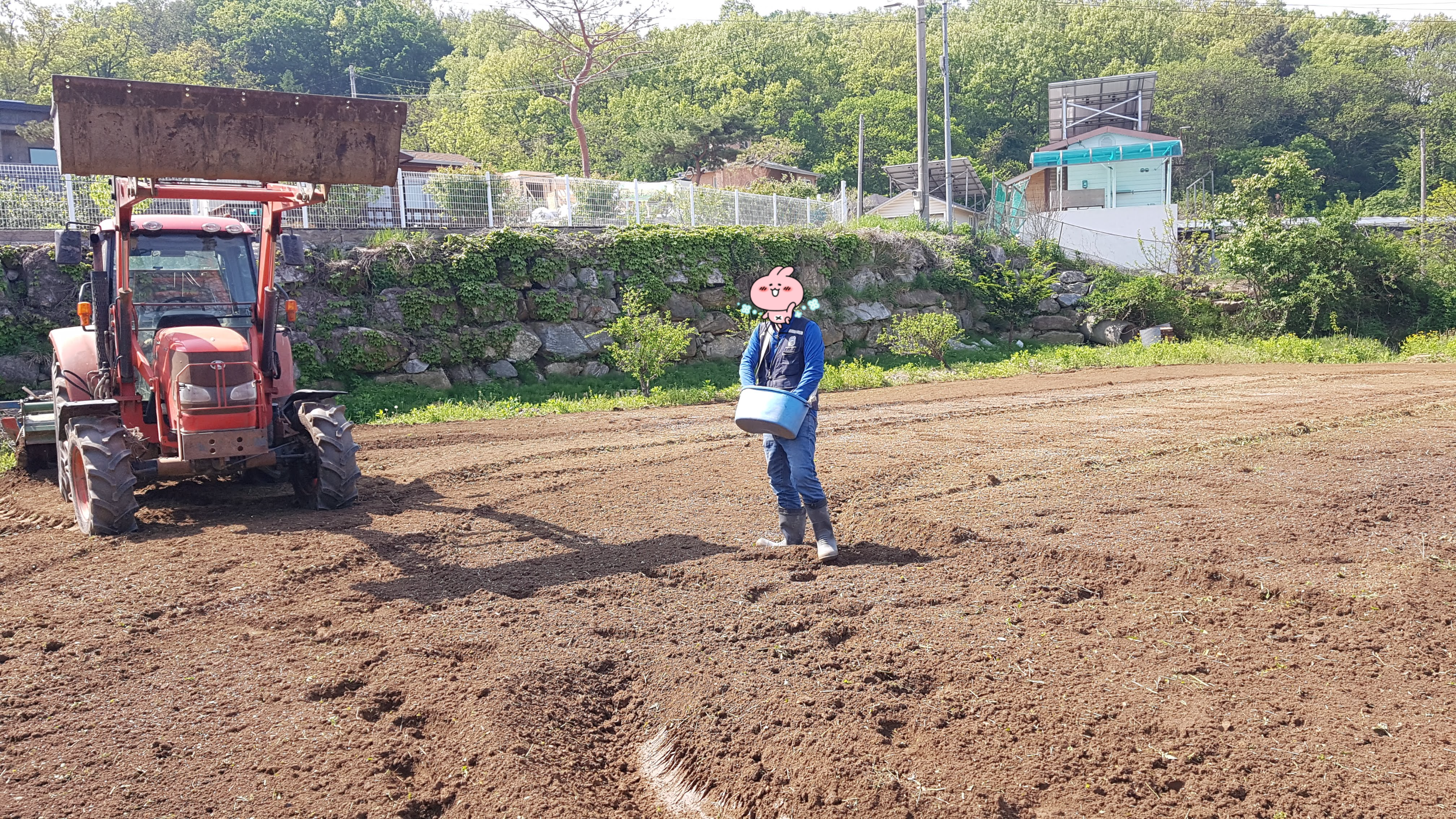 고구마 품종과 심는 법 &mdash; 강화 속노랑고구마, 그리고 많이 달리게 하는 포인트 2