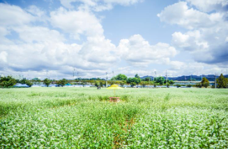 제주 보롬왓 메밀축제