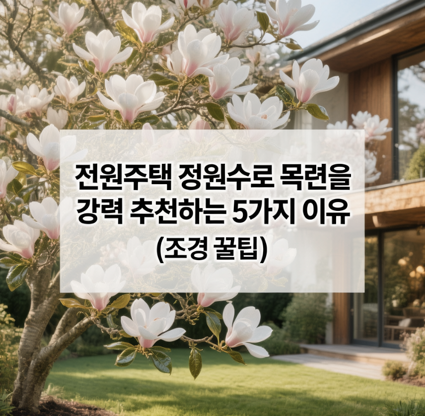 전원주택 정원수로 목련을 강력 추천하는 5가지 이유 (조경 꿀팁)