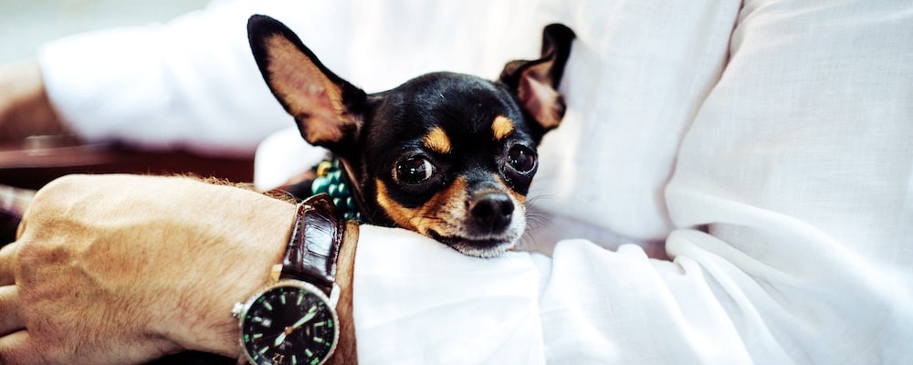 개에 물렸을 때 응급 처치 방법 6