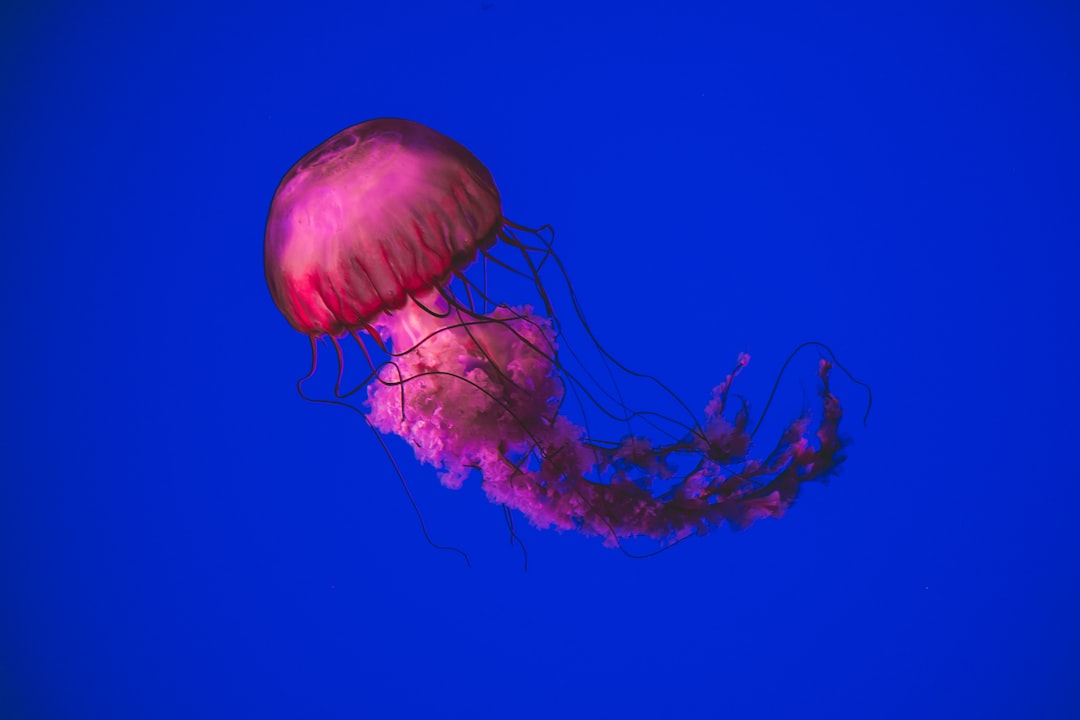 Jellyfish