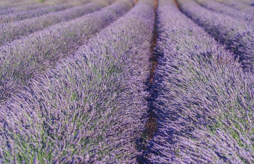 2025 퍼플섬 라벤더 축제