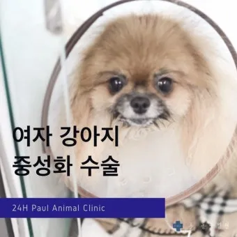 강아지 백내장 수술비용 현실 증상 예방법 보호자 가이드 정리_22