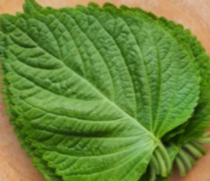 깻잎 다이어트 효과