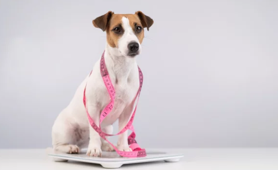 살찐 강아지 사진/ 출처:어도비스톡