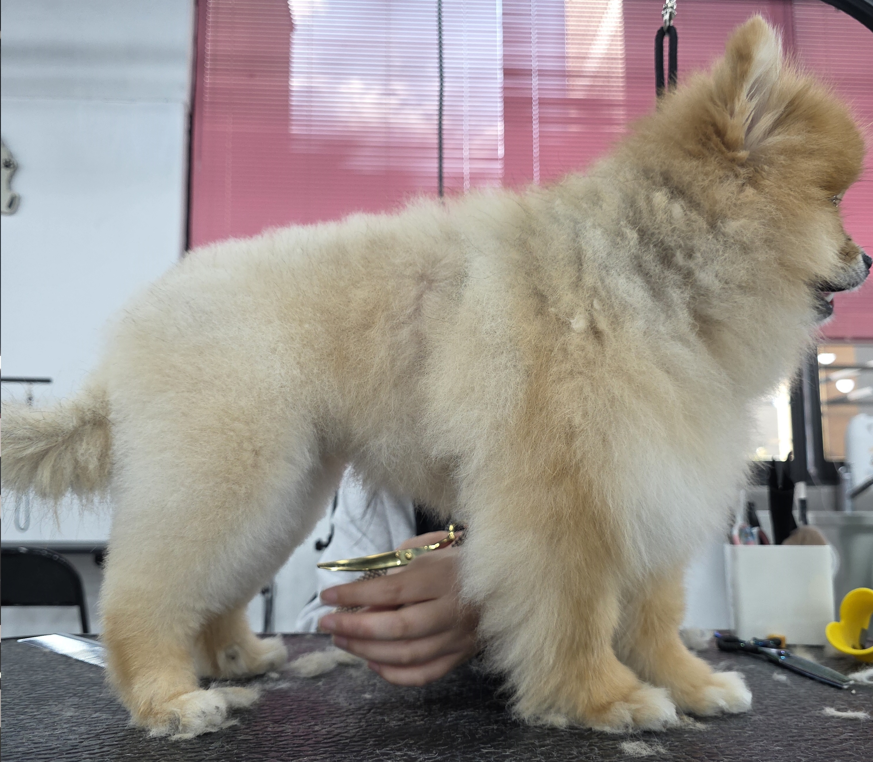 대전 유성구애견미용학원