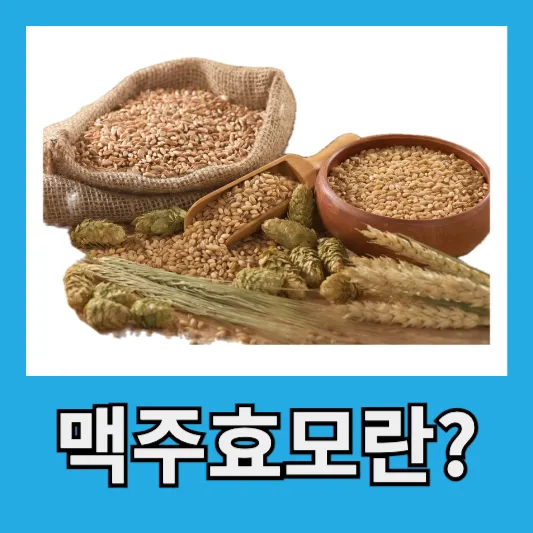 맥주 영양 효모