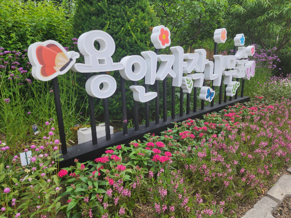 용인 자작나무숲