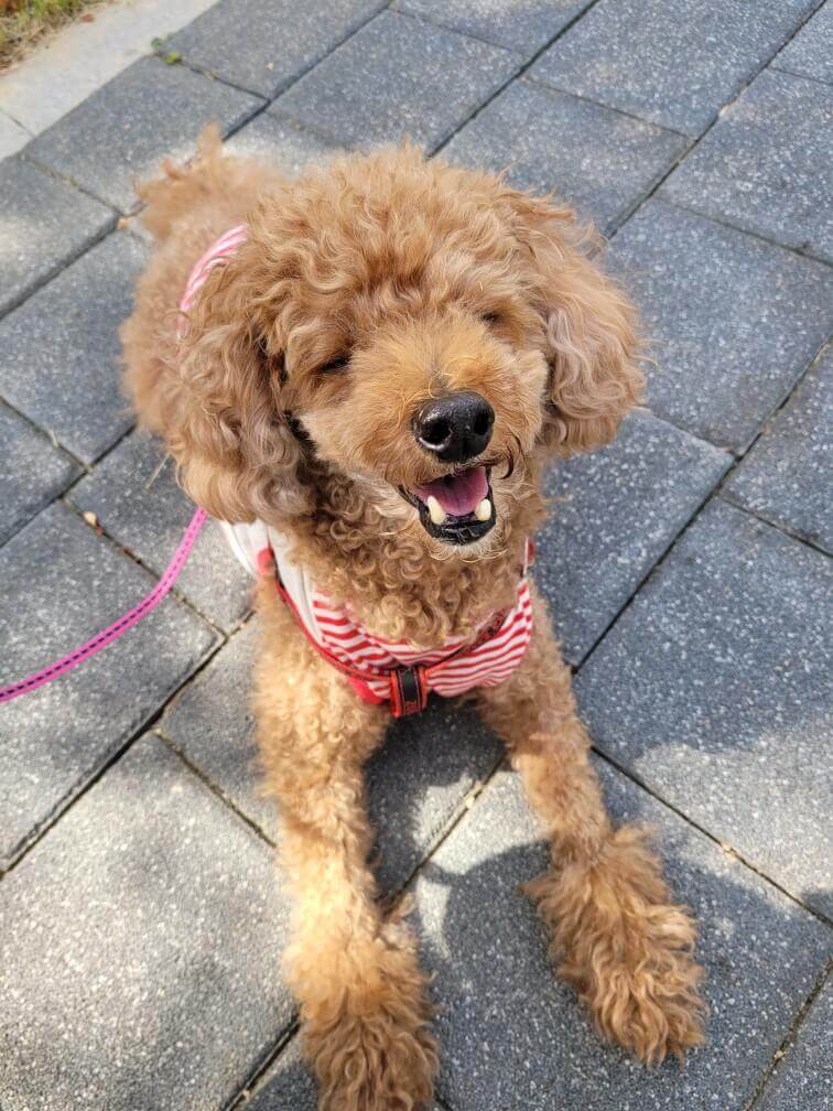 강아지-스케일링