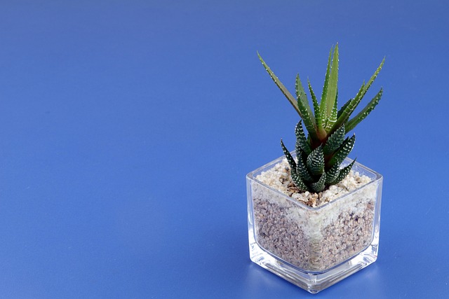 공간을 빛내는 초미니 식물 추천 7가지