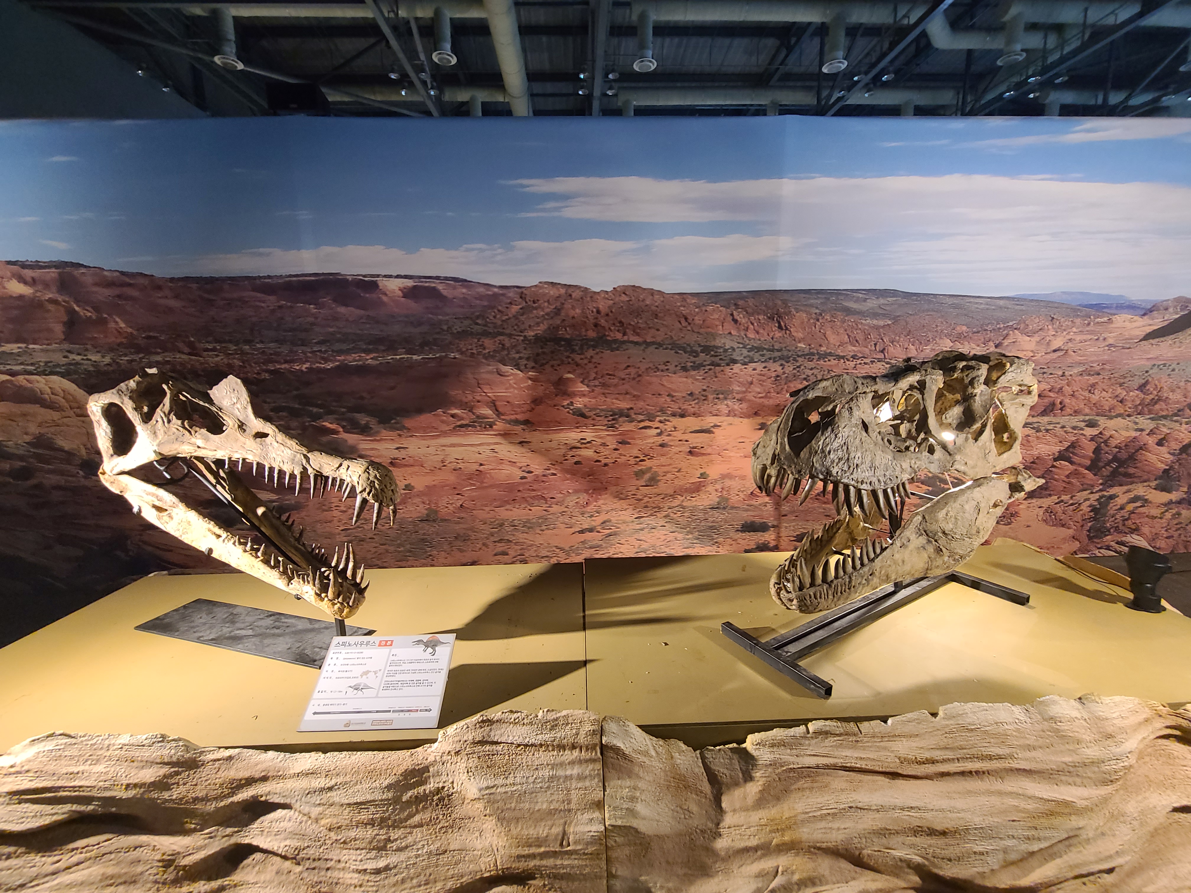 2023 찾아가는 공룡엑스포 in 일산 스피노와 티라노 머리뼈
