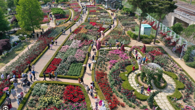 곡성 장미 축제: 1,004송이 장미의 향연