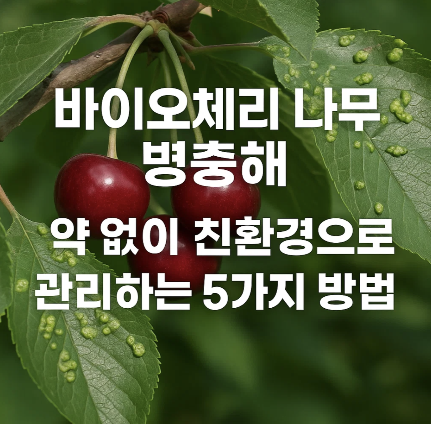 바이오체리 나무 병충해, 약 없이 친환경으로 관리하는 5가지 방법