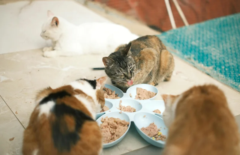 집고양이 식습관 반찬투정