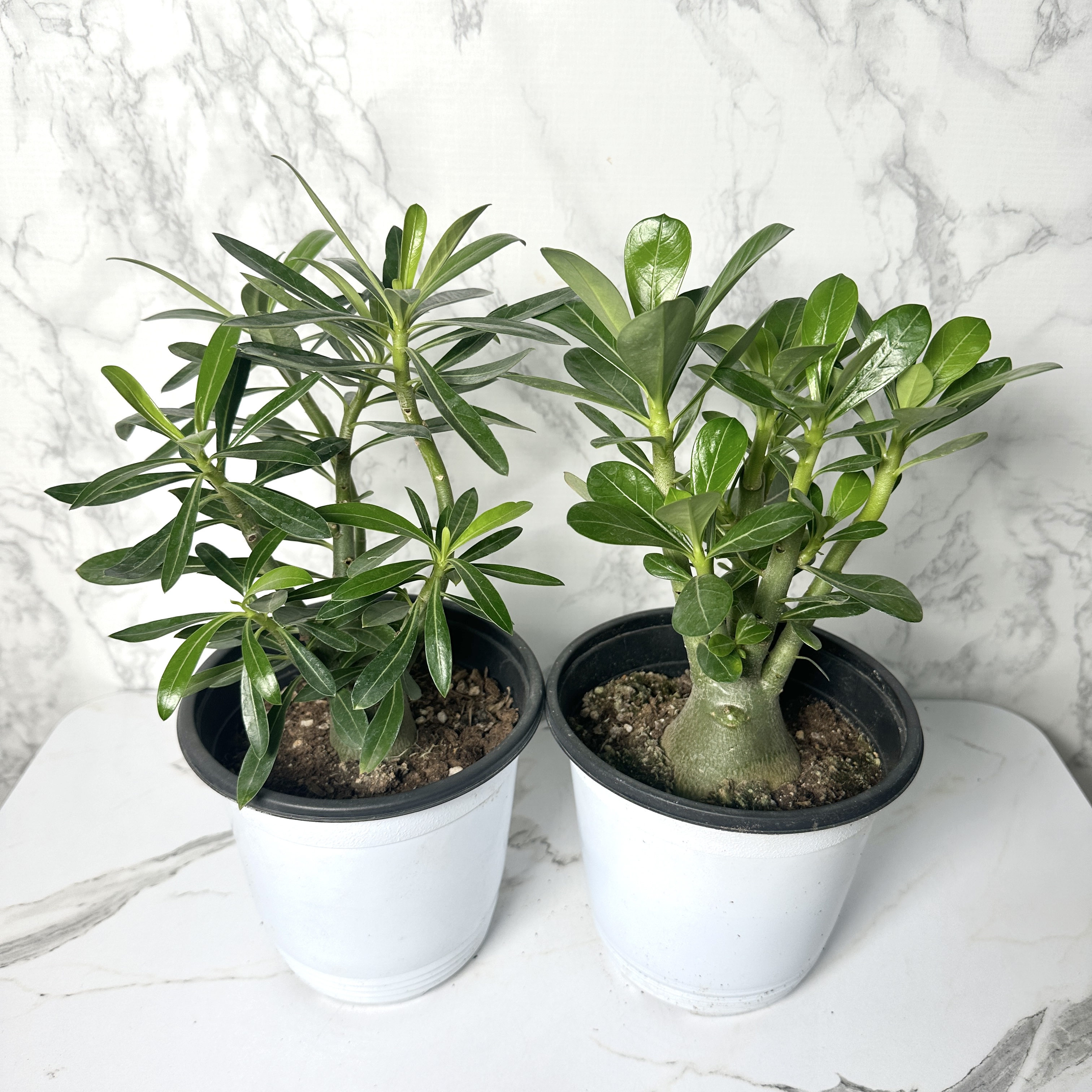 사막의장미 석화 키우기&amp;#44; 물주기&amp;#44; 인테리어식물