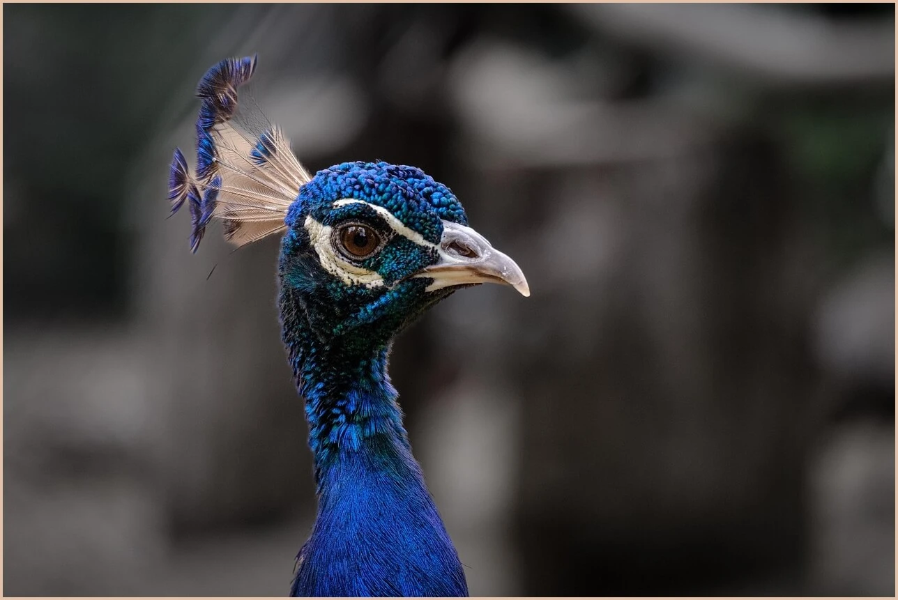 기업은행 정기예금 금리