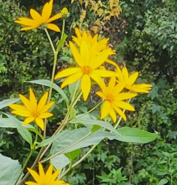 돼지감자-꽃-사진