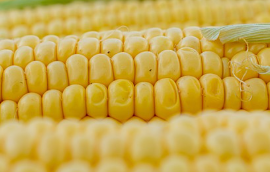 이노시톨 여드름