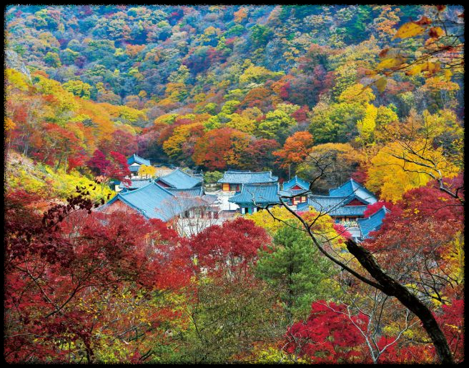 2024 가을, 국내 단풍 명소 추천: 절정 시기와 여행 팁까지 완벽 가이드