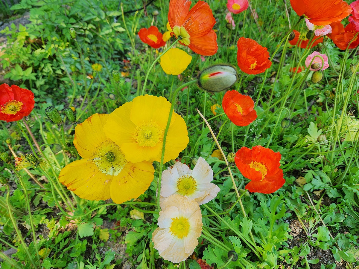 꽃양귀비(개양귀비)