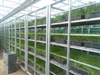 달래 재배 분구 나누기 화분 키우기 향 유지_6