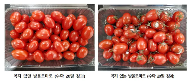 2주 이상 방울토마토 보관 시 꿀팁 오래 보관_3