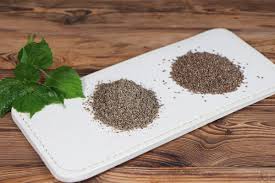 들깨 파종 시기