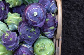 여러가지 콜라비 사진