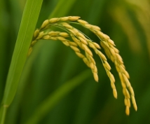 쌀벌레 없애는법