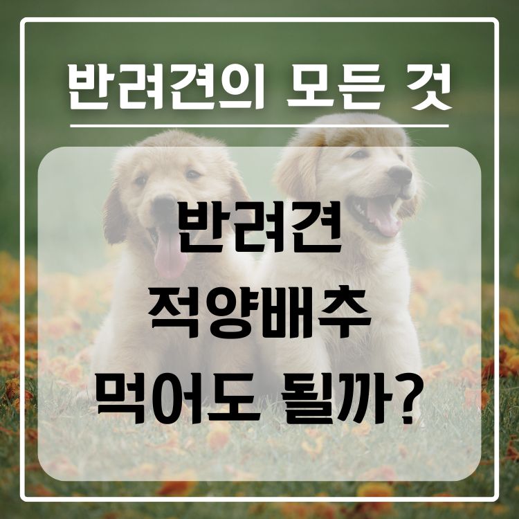 반려견 적양배추 적채 급여 가능 여부, 적정량, 주의사항