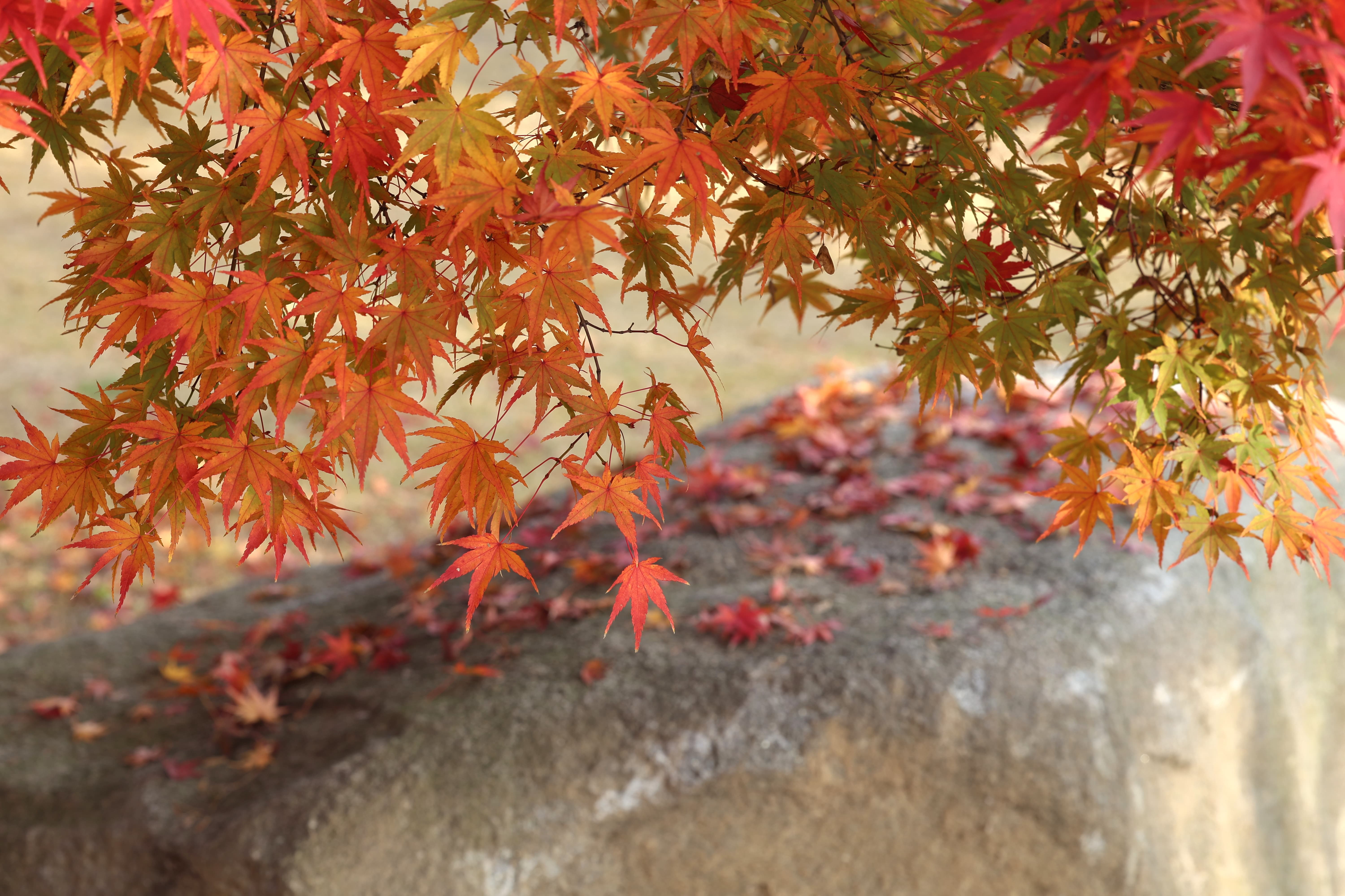 가을 감성 폭발! 단풍 명소 TOP 10 추천